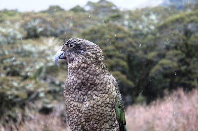 Kea Bird